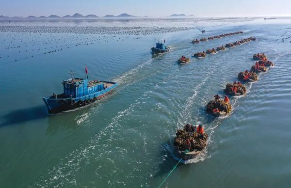 震撼!霞浦海带收获忙,一天能割一万多斤,远销国外