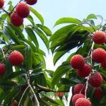 霞浦十大特产-晚熟荔枝