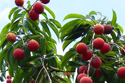 霞浦十大特产-晚熟荔枝