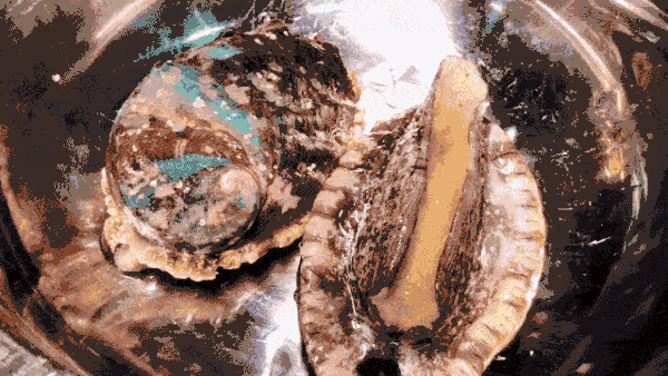 福建海产界的四大天王,4招就俘获福建人的心