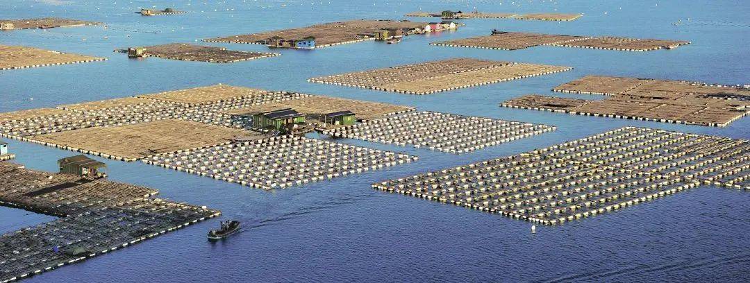 福建海产界的四大天王,4招就俘获福建人的心