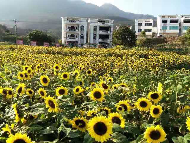 泉州市安溪县湖头镇山都村