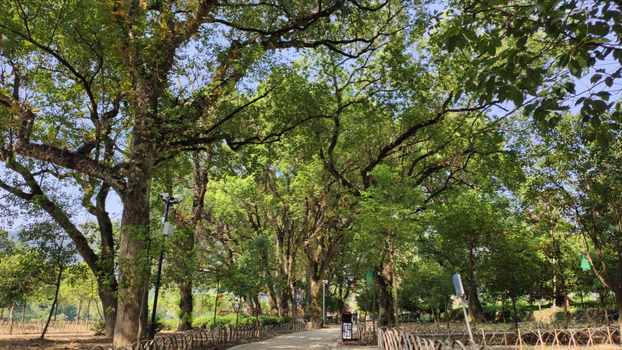 南平市松溪县郑墩镇梅口村:八闽生活的缩影