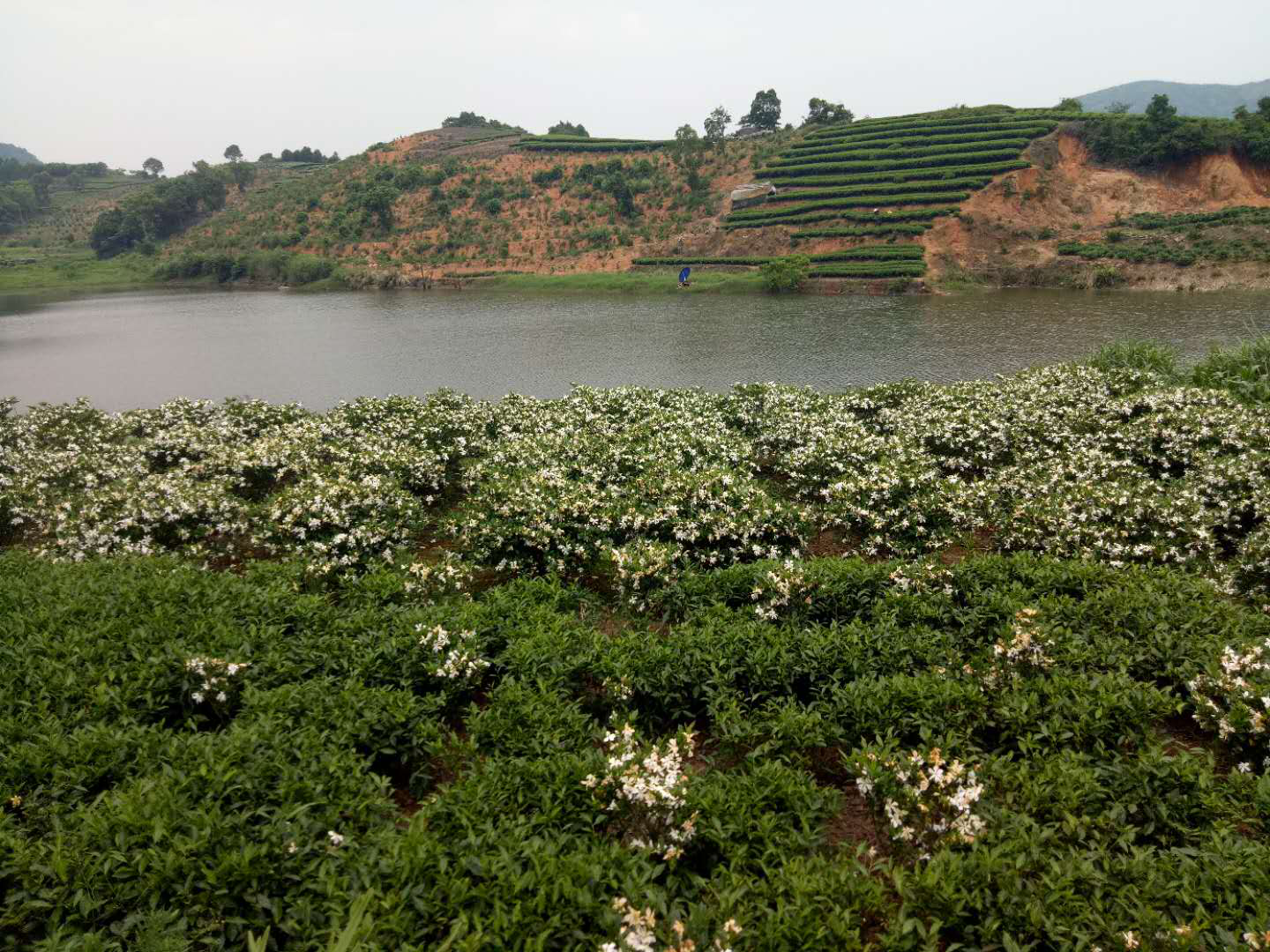 宁德福鼎市沙埕镇小白鹭村