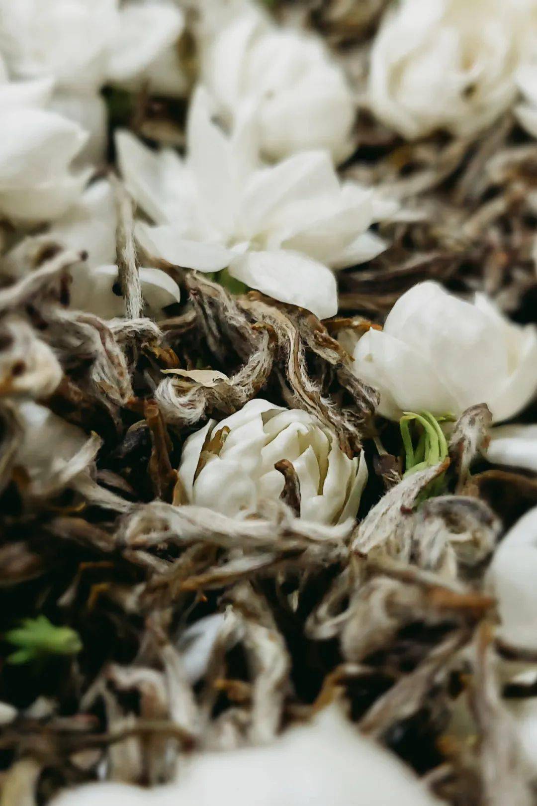 中国茶叶第一大省,凭什么是它?