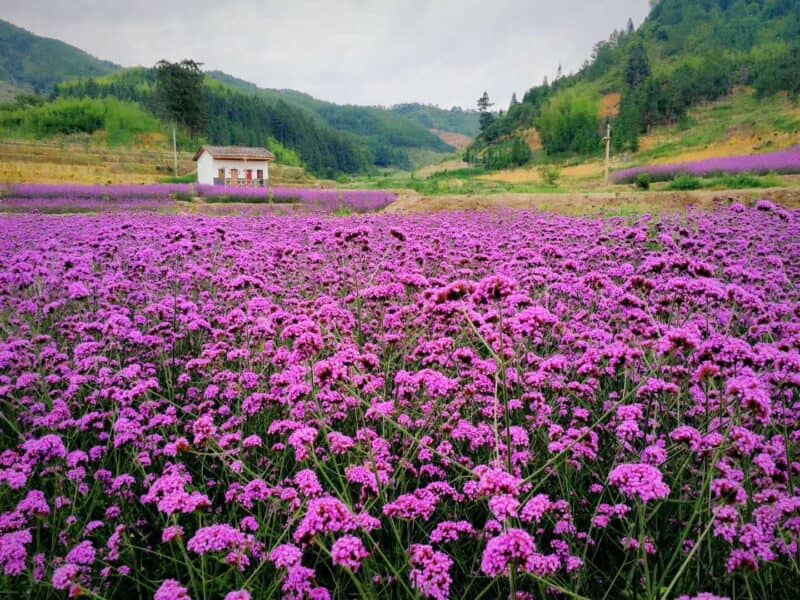宁德市古田县城东街道桃溪村