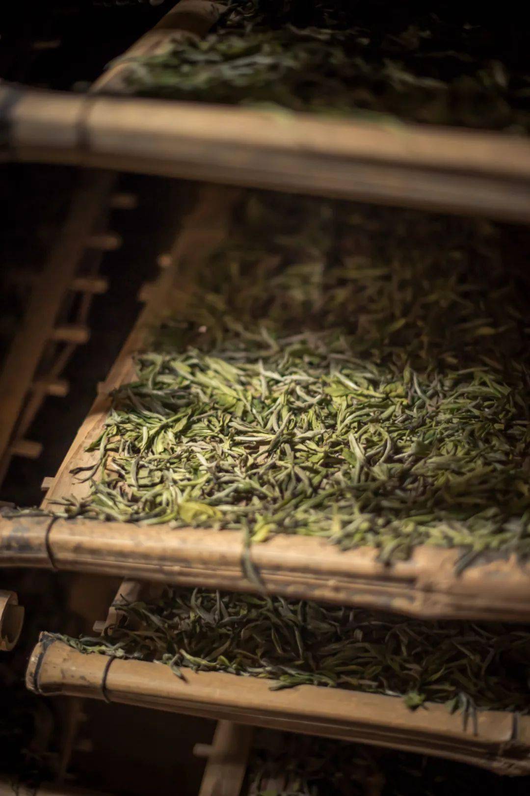 中国茶叶第一大省,凭什么是它?