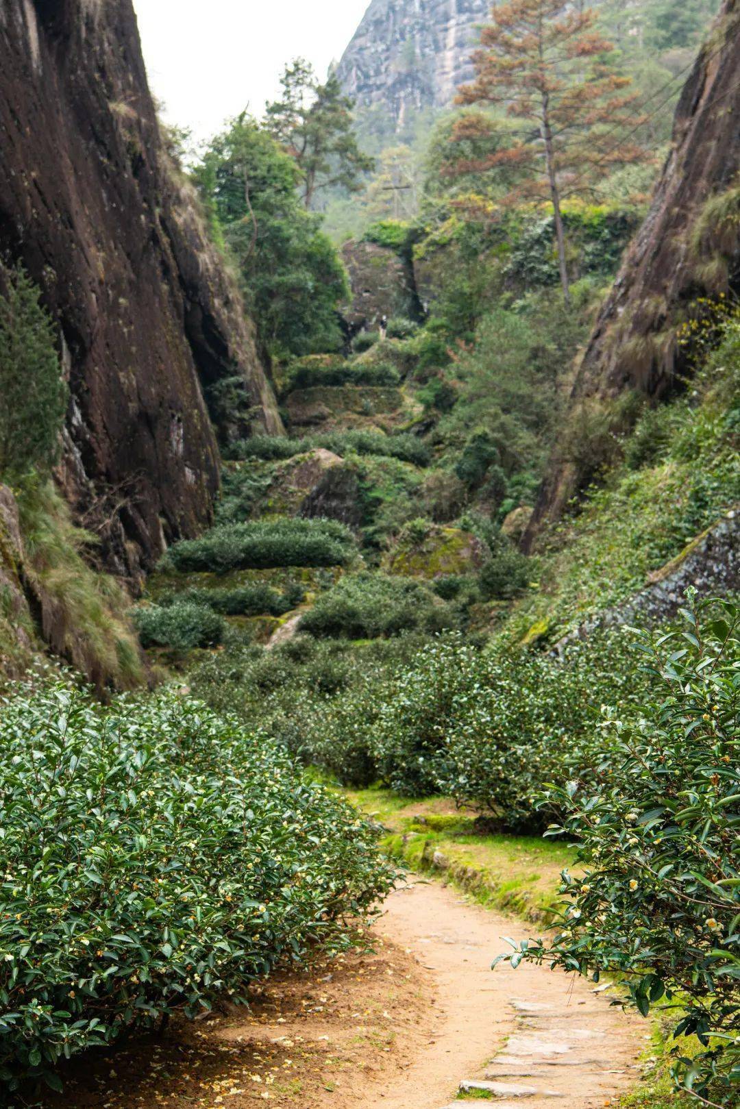 中国茶叶第一大省,凭什么是它?