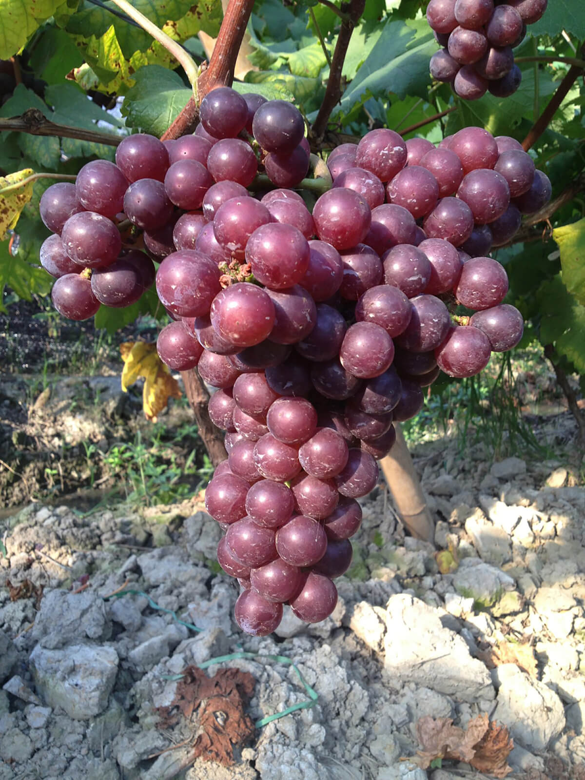 南平武夷山市武夷街道下梅村