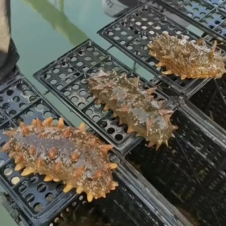 我的家乡-八闽风采