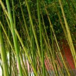 一都毛竹，探寻永春竹海：自然之美与心灵的栖息地