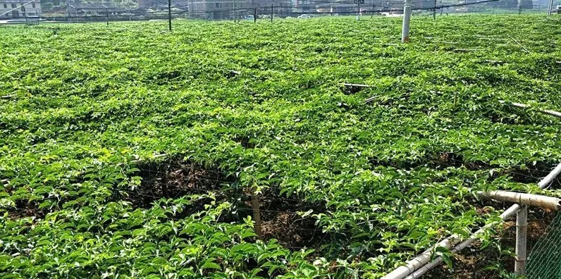 三明市大田县广平镇元沙村