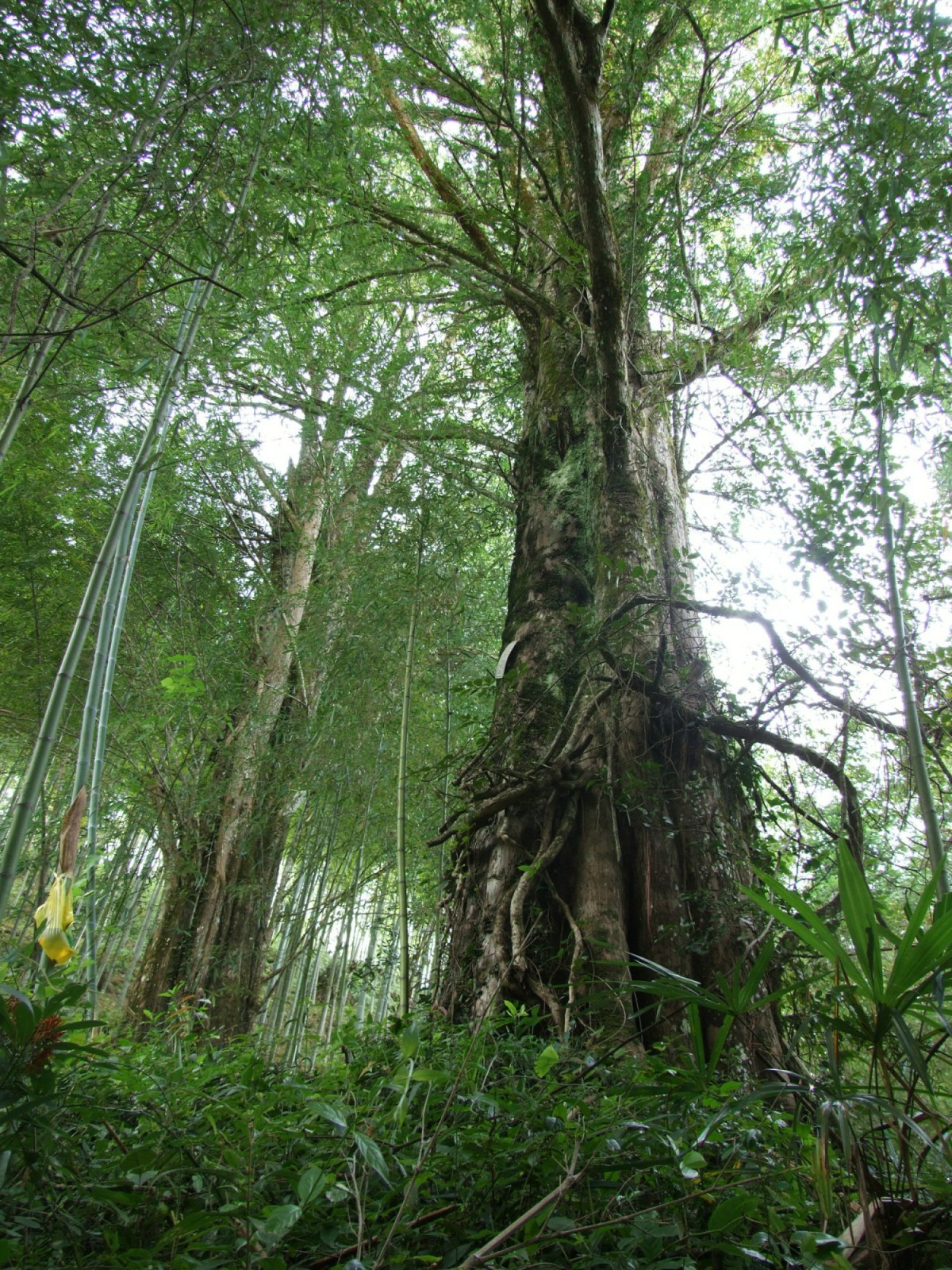 漳平市赤水镇香寮村