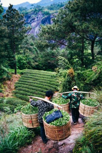 中国茶叶第一大省，凭什么是它？