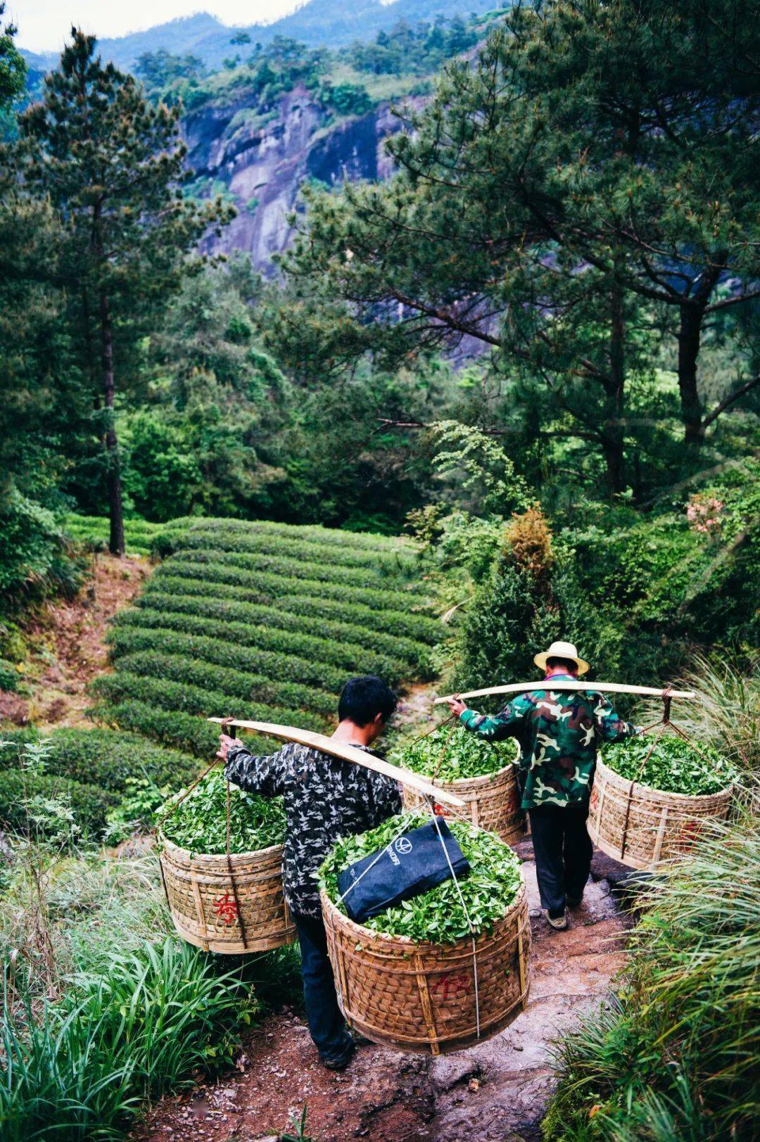 中国茶叶第一大省,凭什么是它?