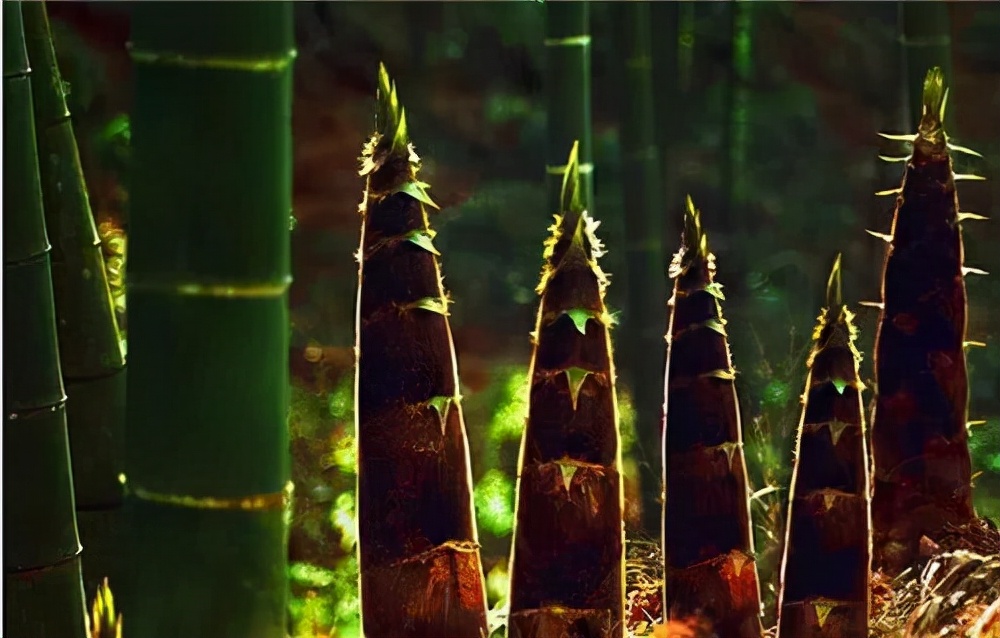 八闽竹器第一乡郭宅村即将消亡,如何拯救千年竹编技艺乃当务之急