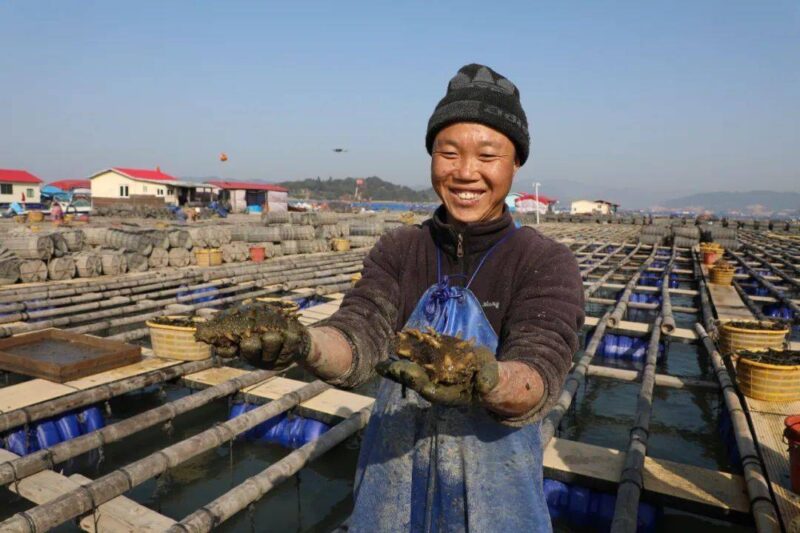 海参养殖网箱清退整改！南方海参之乡霞浦未来何去何从？