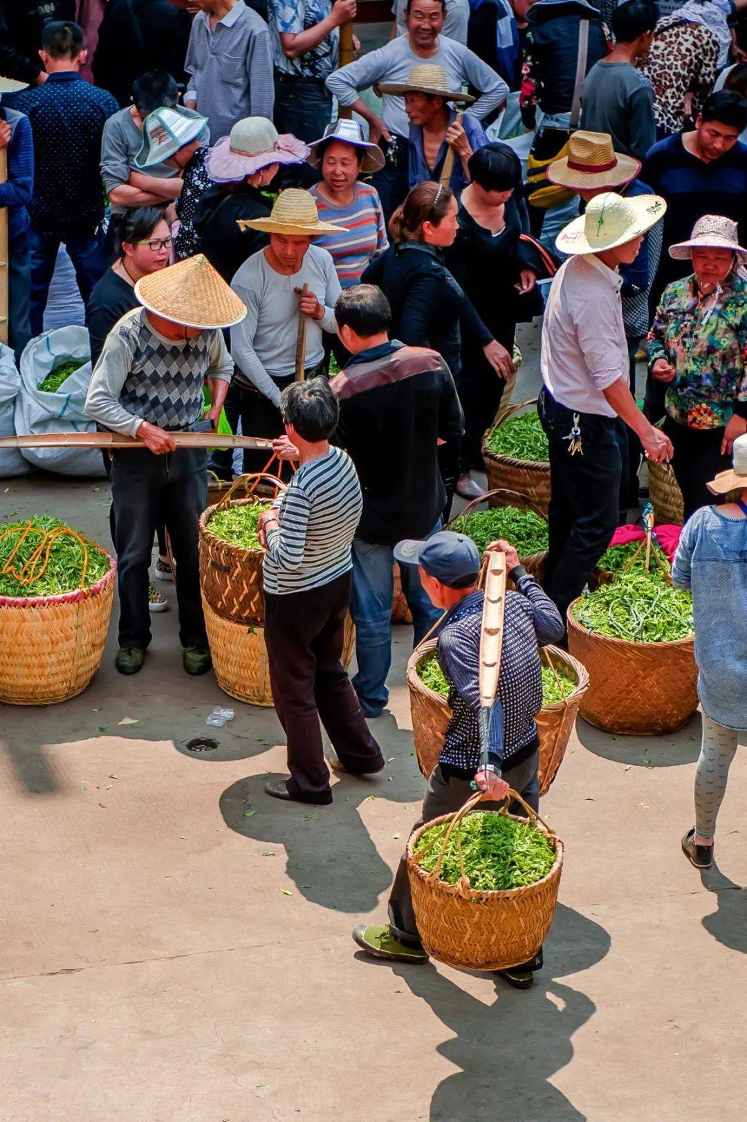 中国茶叶第一大省,凭什么是它?