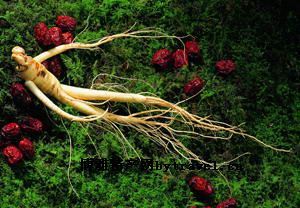 霞浦十大特产-福建太子参