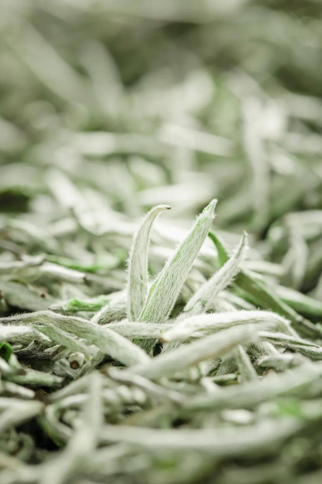 中国茶叶第一大省,凭什么是它?