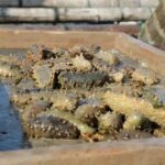 海参养殖网箱清退整改！南方海参之乡霞浦未来何去何从？