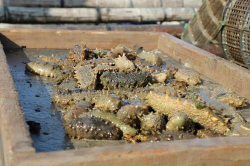 海参养殖网箱清退整改！南方海参之乡霞浦未来何去何从？