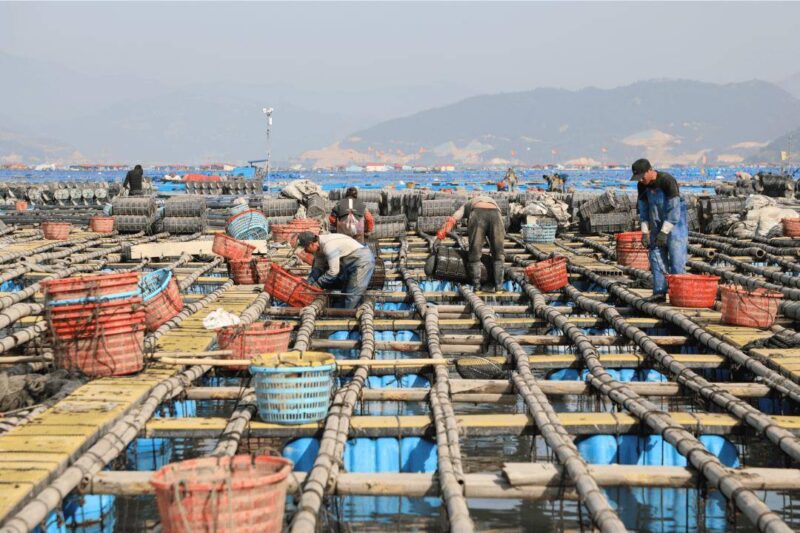 海参养殖网箱清退整改！南方海参之乡霞浦未来何去何从？