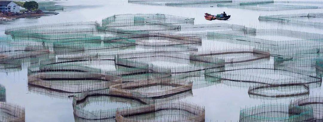 福建海产界的四大天王,4招就俘获福建人的心