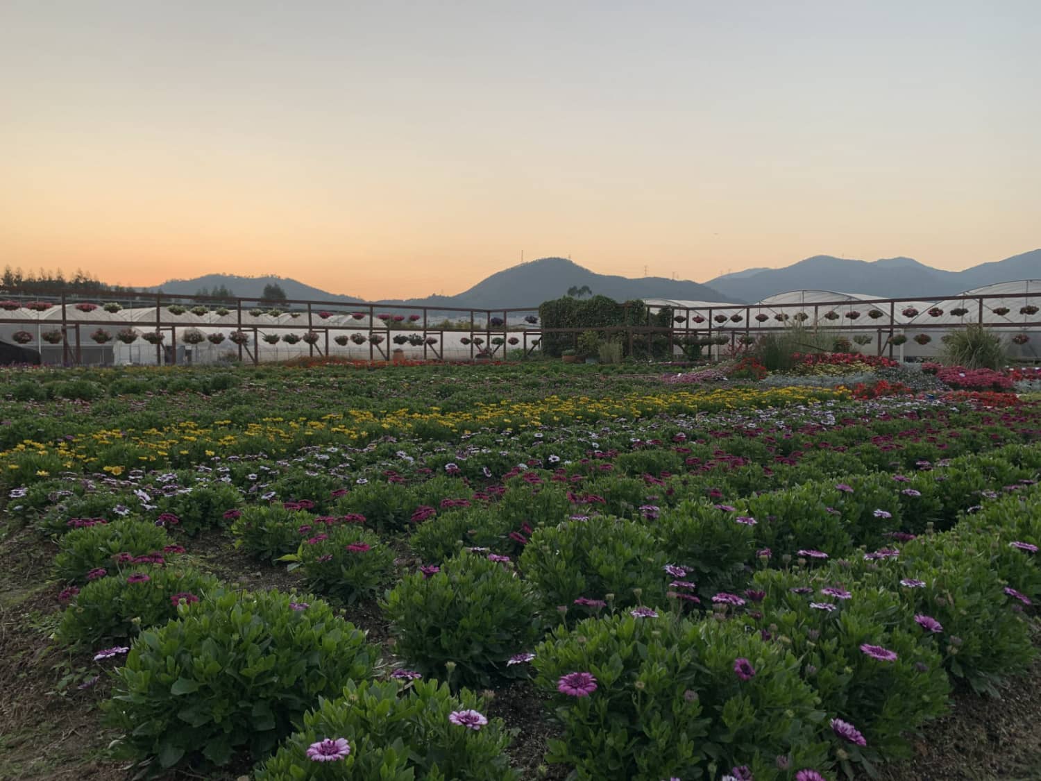 厦门市海沧区东孚街道过坂社区