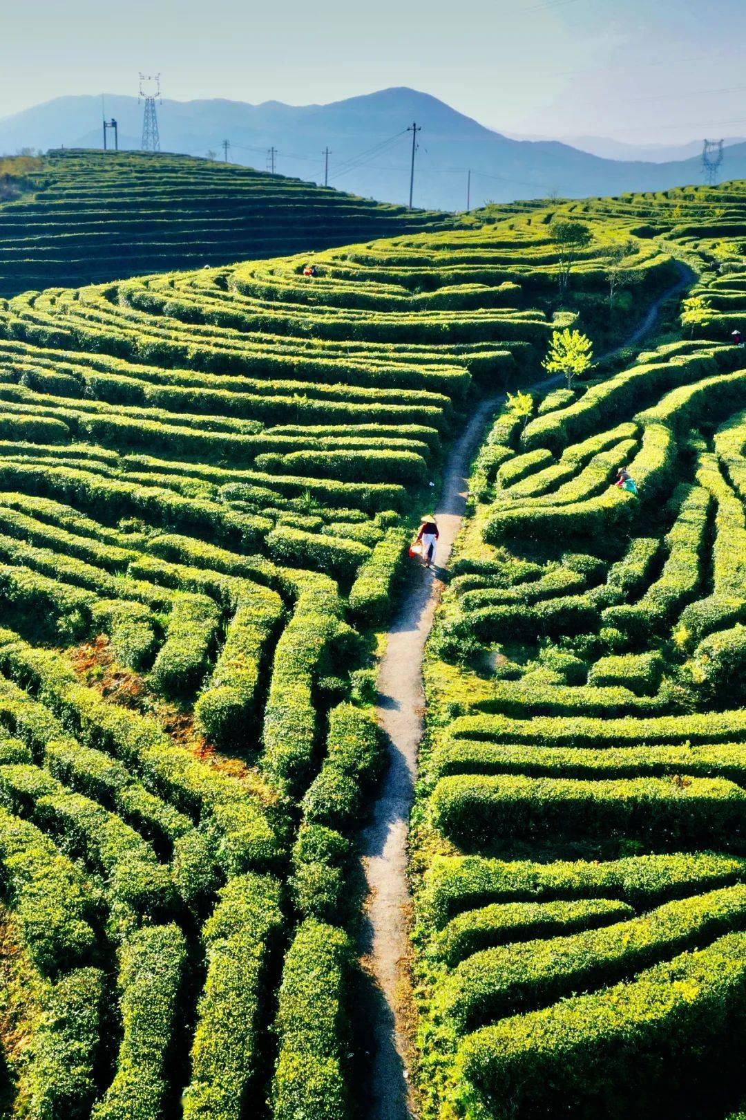 中国茶叶第一大省,凭什么是它?