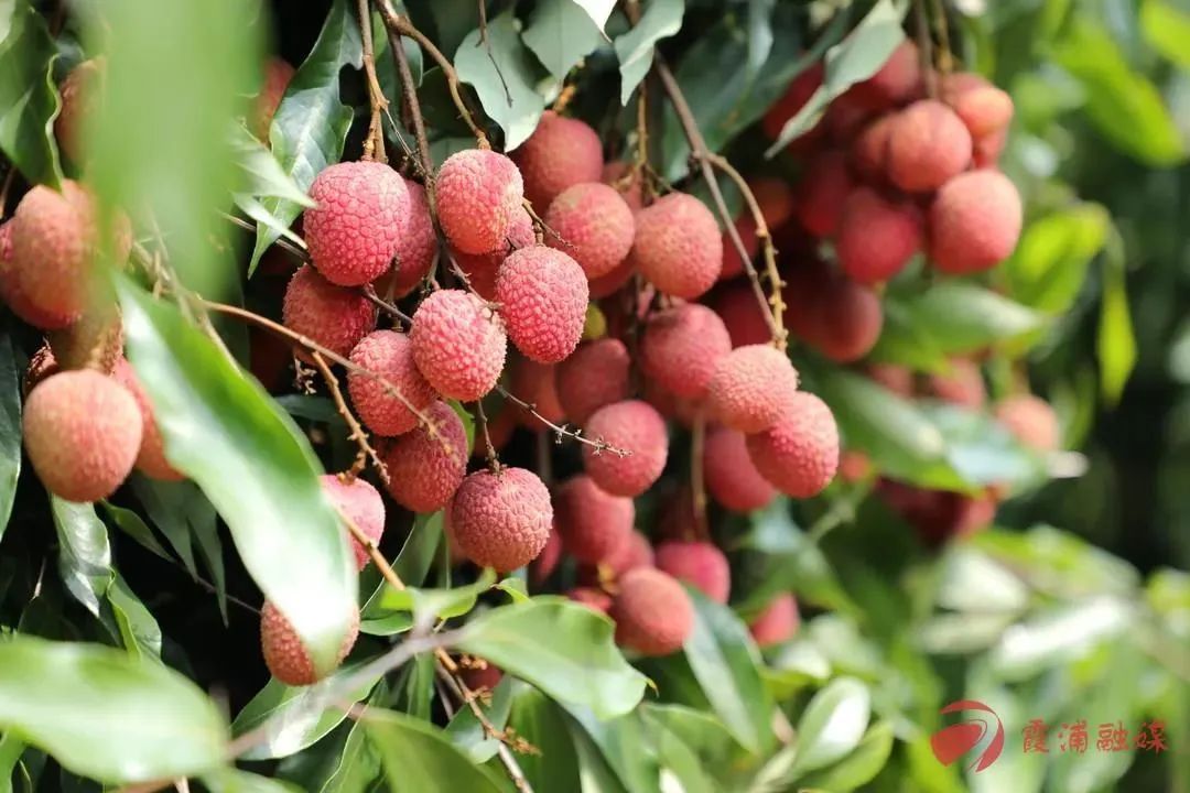 美食霞浦的大半江山