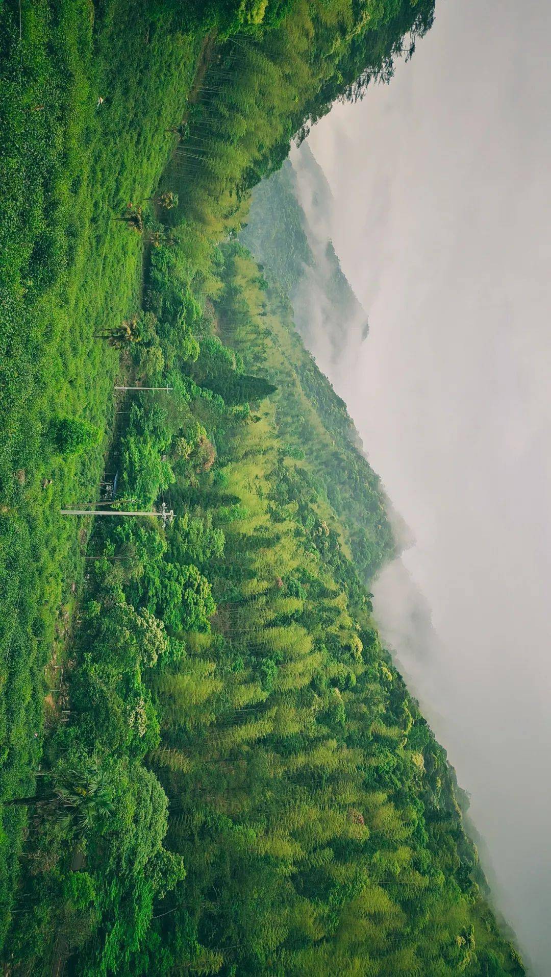 中国茶叶第一大省,凭什么是它?