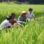 “农”墨重彩绘八闽丰收画卷