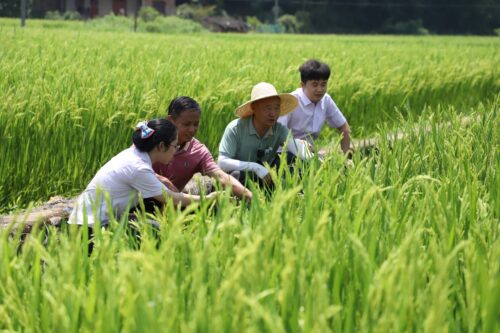 “农”墨重彩绘八闽丰收画卷