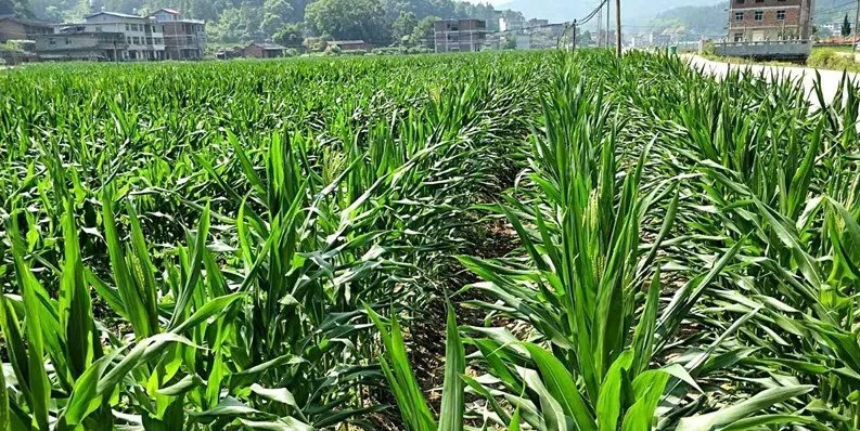 三明市大田县广平镇元沙村