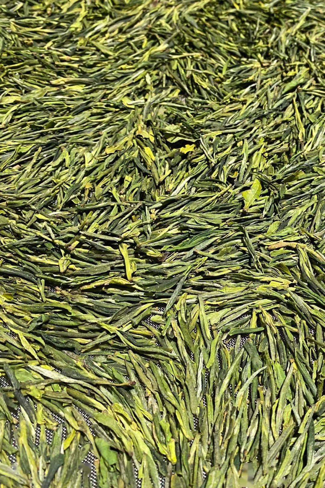 中国茶叶第一大省,凭什么是它?