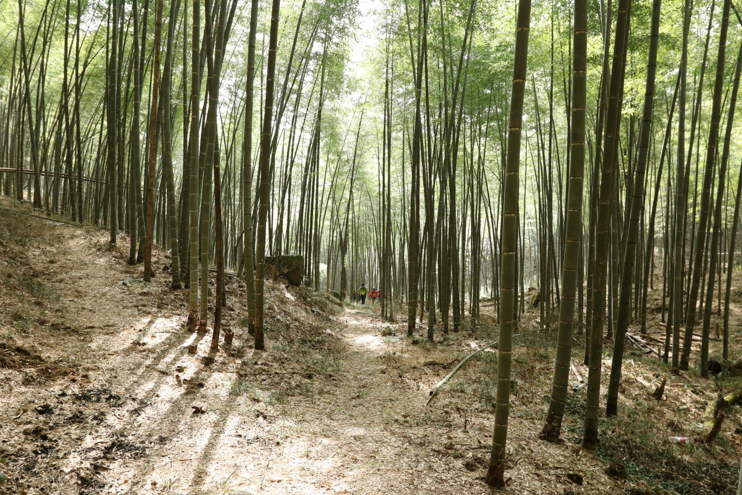 南平武夷山市大安村