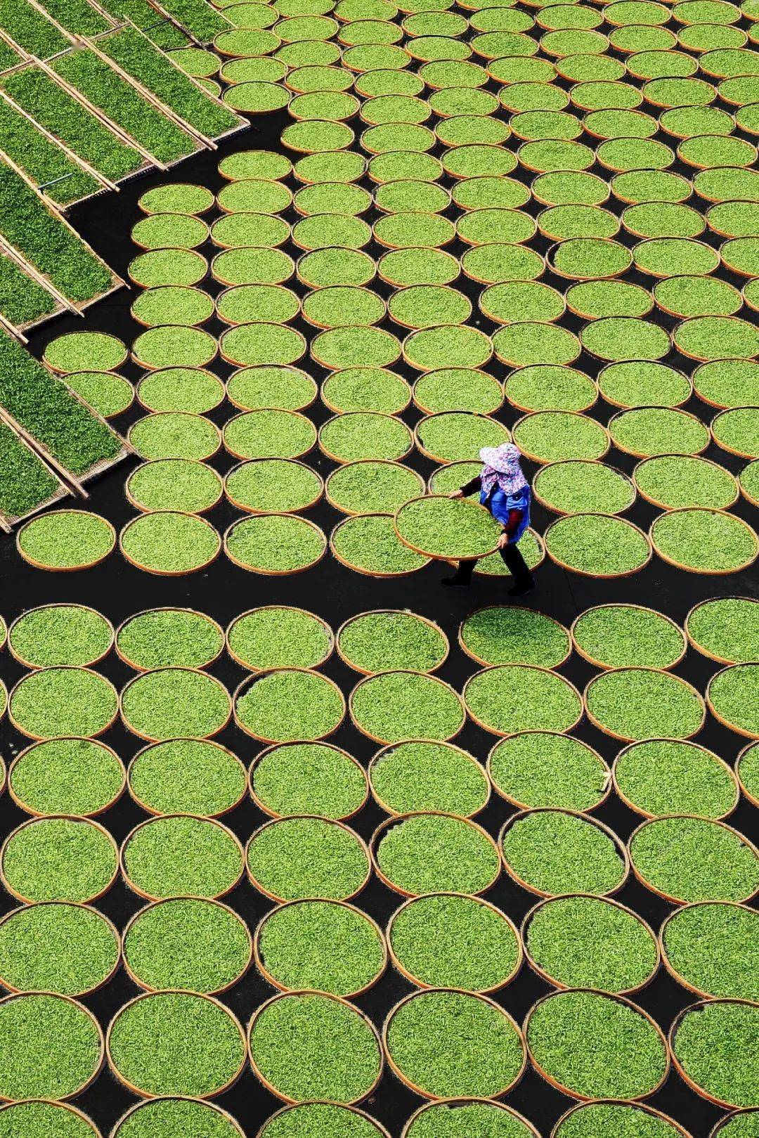 中国茶叶第一大省,凭什么是它?