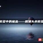 紫菜中的极品——霞浦头水紫菜