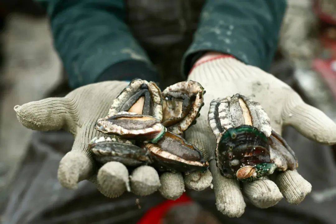 福建海产界的四大天王,4招就俘获福建人的心