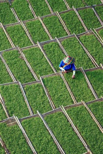 中国茶叶第一大省，凭什么是它？