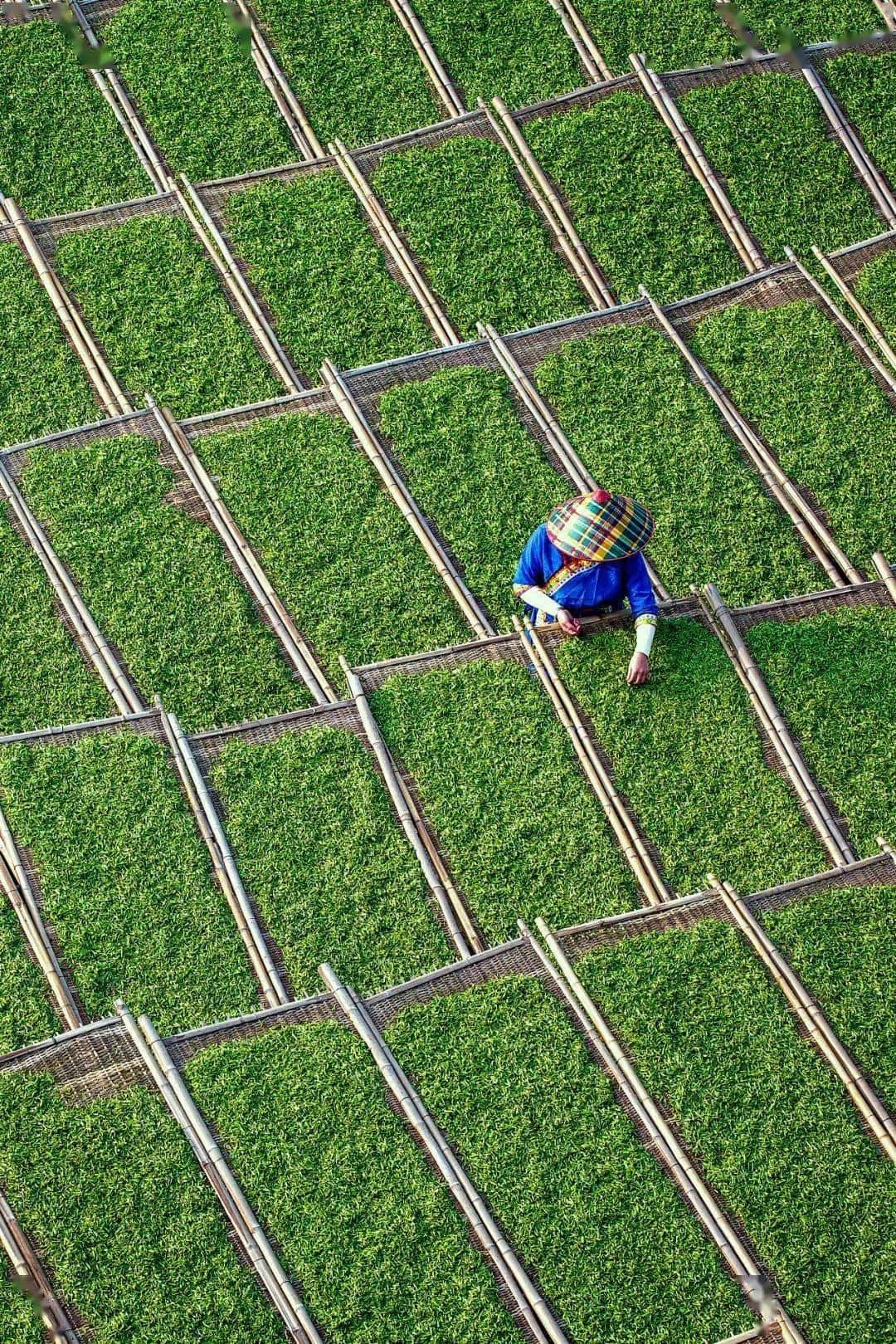 中国茶叶第一大省,凭什么是它?