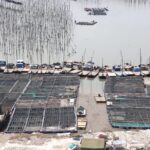 大家都在问：裙带菜和海带的区别是什么？八闽君告诉您，霞浦的海带为什么口感一绝！