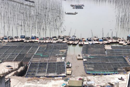 大家都在问：裙带菜和海带的区别是什么？八闽君告诉您，霞浦的海带为什么口感一绝！