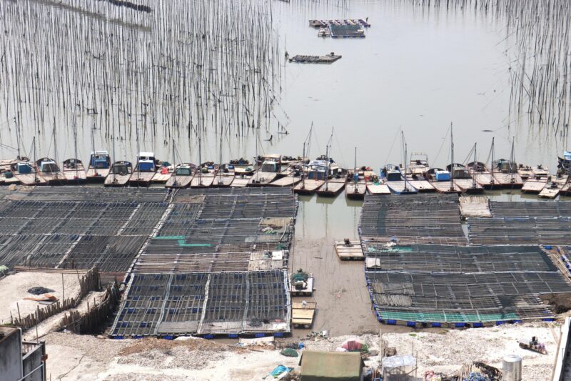 大家都在问：裙带菜和海带的区别是什么？八闽君告诉您，霞浦的海带为什么口感一绝！