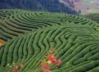 “2022美丽中国·深呼吸小城”名单，福建8地入围