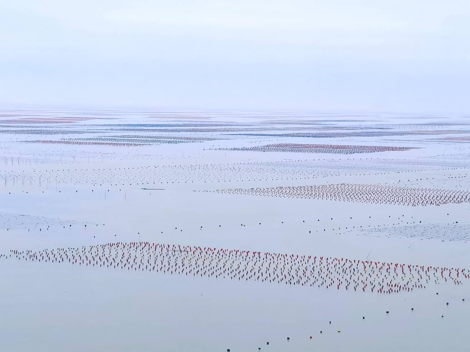 最美八闽,霞浦三沙围栏艳 沙江打卡“S”弯