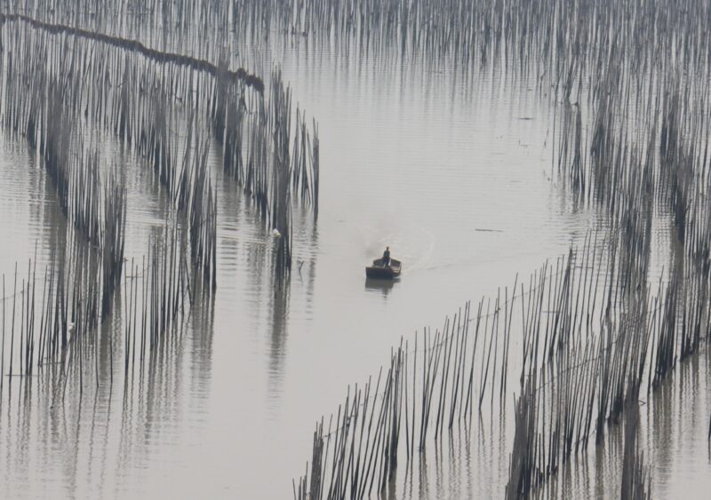 最美八闽，霞浦三沙围栏艳 沙江打卡“S”弯