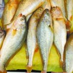 野生大黄鱼为什么那么贵