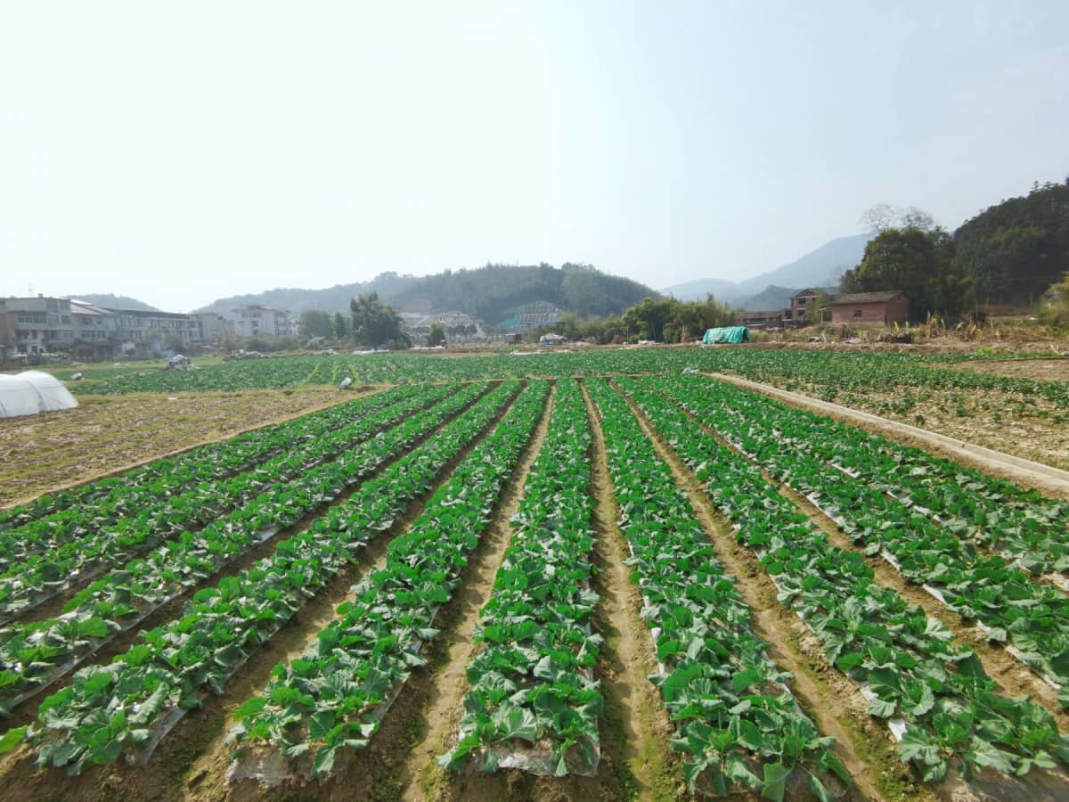 三明市三元区岩前镇忠山村